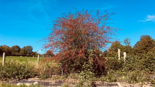 Hawthorn with red berries against blue sky