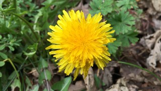 Yellow dandelion flower