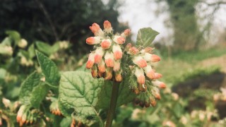 Pale apricot multiple flowers on hairy little plant