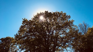 Sun through tree