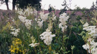 Fluffy white flowers in amongst the green