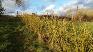 Yellow hedge