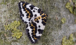 The very speckledy Magpie Moth