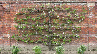 Espalier tree on big brick wall