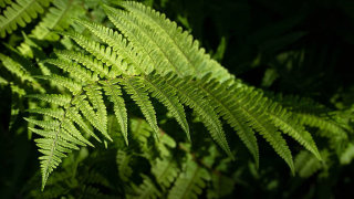 Fern in light with shadow behind