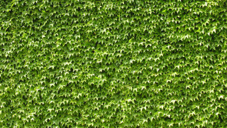 Ivy wall