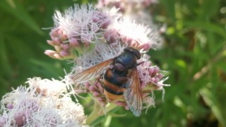 Hoverfly on flower