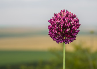 Elephant Garlic flower head