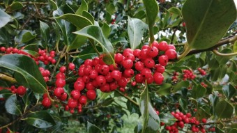 Holly berries on the tree