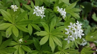 Small white flowers of Sweet Woodruff