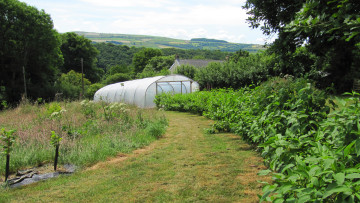 Young Dogwood windbreak leading down to polytunnel