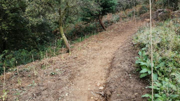 Photo of freshly planted hedge with bamboo markers on the curve