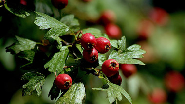Hawthorn haws