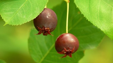 Close-up of round Juneberries