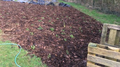Newly planted ground cover plants in bark mulch