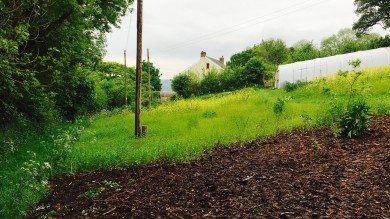 Bark mulch and temporary mustard cover side-by-side