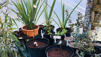 Lots of plants on polytunnel table