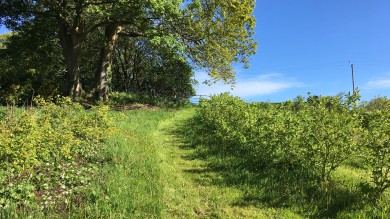 Mown grass path next to young hedge