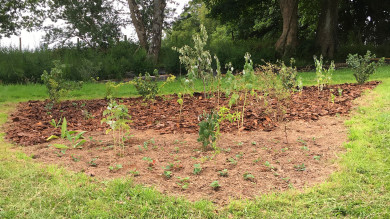 Triangular bit of land planted up