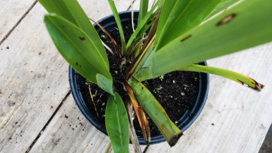 Green spiky plant in pot, seen from above