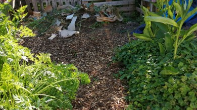 Wood chip path in front of compost bay