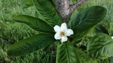 White open Medlar blossom atop long, glossy dark leaves