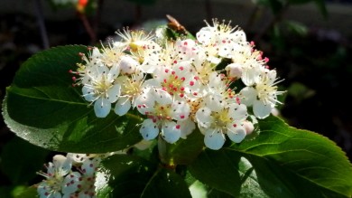 White open Aronia blossom with red stamens on green green leaves