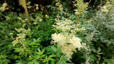White spray of flowers coming into blossom