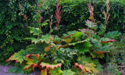 Rhubarb in ornamental border