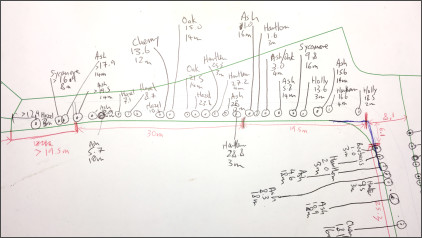 Tree measurements written on plan