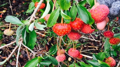 Red round strawberry-like fruit on Cornus kousa tree