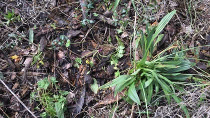 Weeds in bark mulch