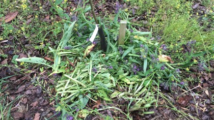 Comfrey leaves chopped around base of fruit tree