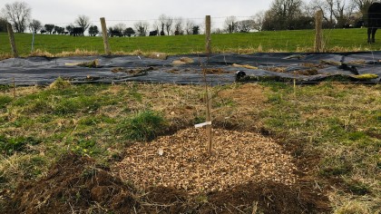 Newly planted tree with cardboard & wood chip mulch