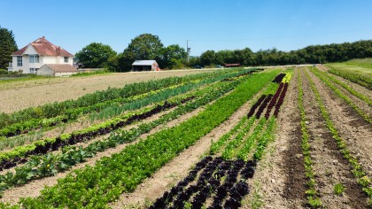 Rows of veg, all in a line