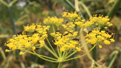 Yellow fennel flowers covered in insects