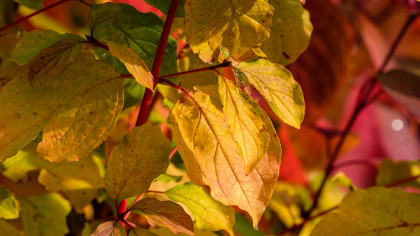 Leaves turning autumn, branches red