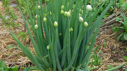 Upright oniony stalks with flower buds on top