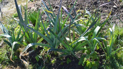 Line of clumpy of leek-alike plants