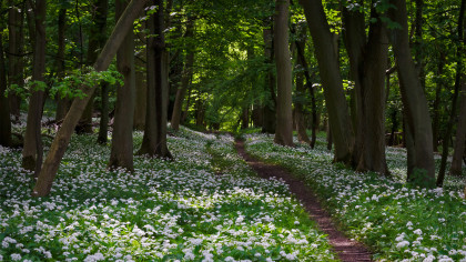 Path leading through woodland, floor carpeted in white flowers