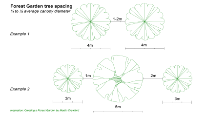 Illustration of tree spacing in forest garden