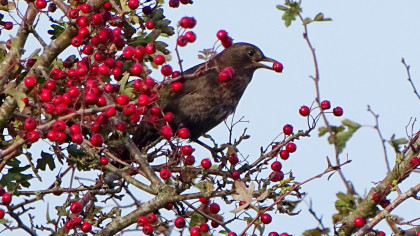 Female blackbird eating red haw berry in hawthorn tree