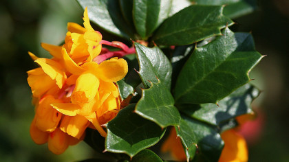 Bright orange flowers and glossy evergreen spikey leaves