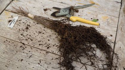 Bundled bareroot viburnum on wooden table with secateurs