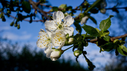 Beautifully lit white cherry blossom