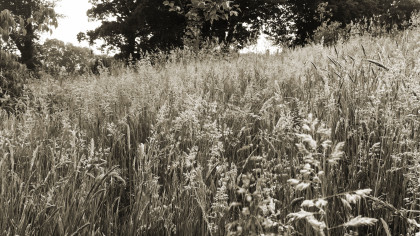 Rampant grass meadow