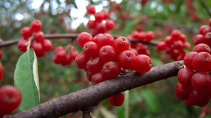Cluster of red Autumn Olive fruits