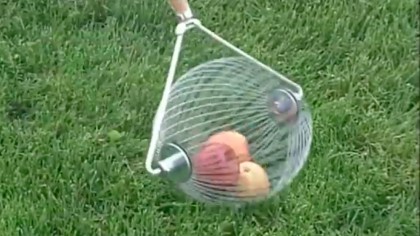 Nut Wizard nut harvesting cage on a stick in action