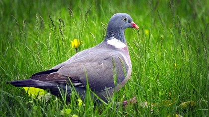 Wood pigeon on long grass lawn
