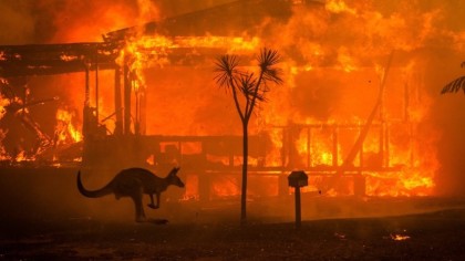 Kangaroo in bush fire in a town